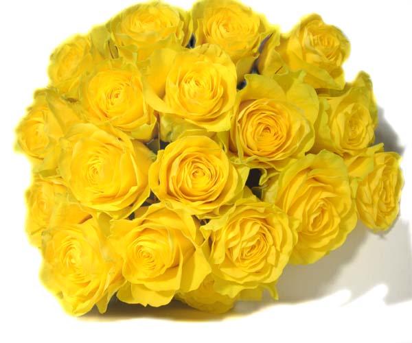 The Whisper of Yellow Roses